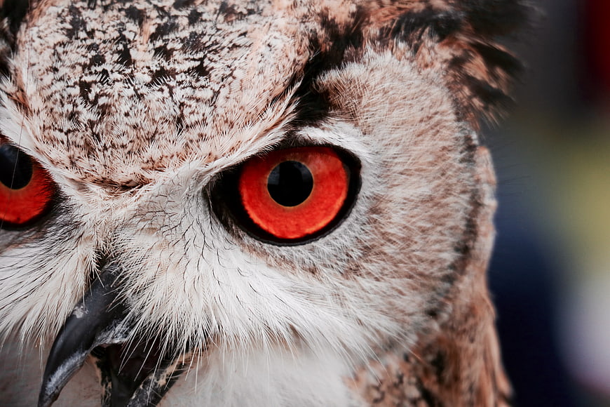 Close-up of an owl with intense red eyes and detailed feathers