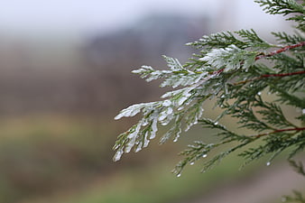 Frost-covered evergreen branch with ice crystals on leaves