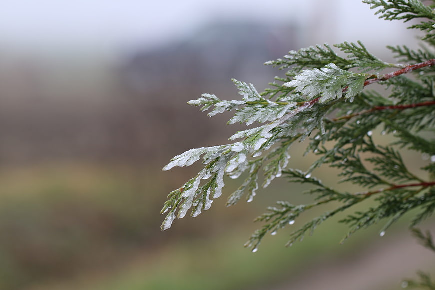 Frost-covered evergreen branch with ice crystals on leaves