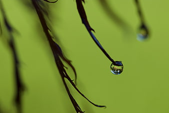 Macro water droplet on dark plant stem against green background