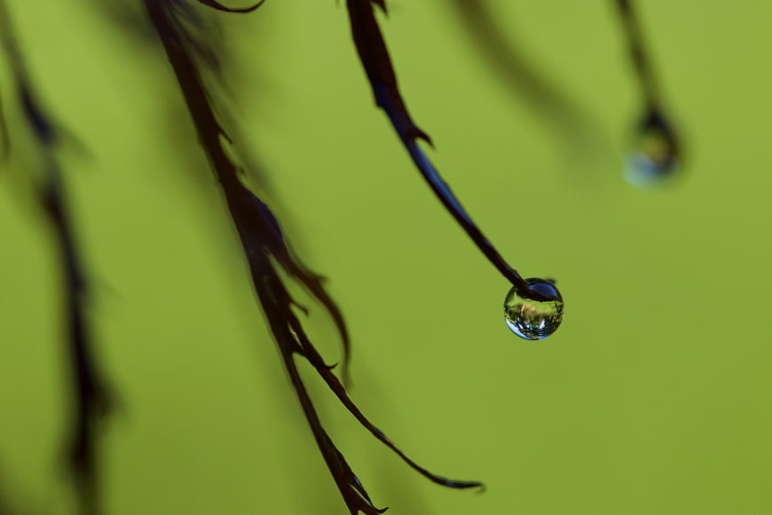 Macro water droplet on dark plant stem against green background