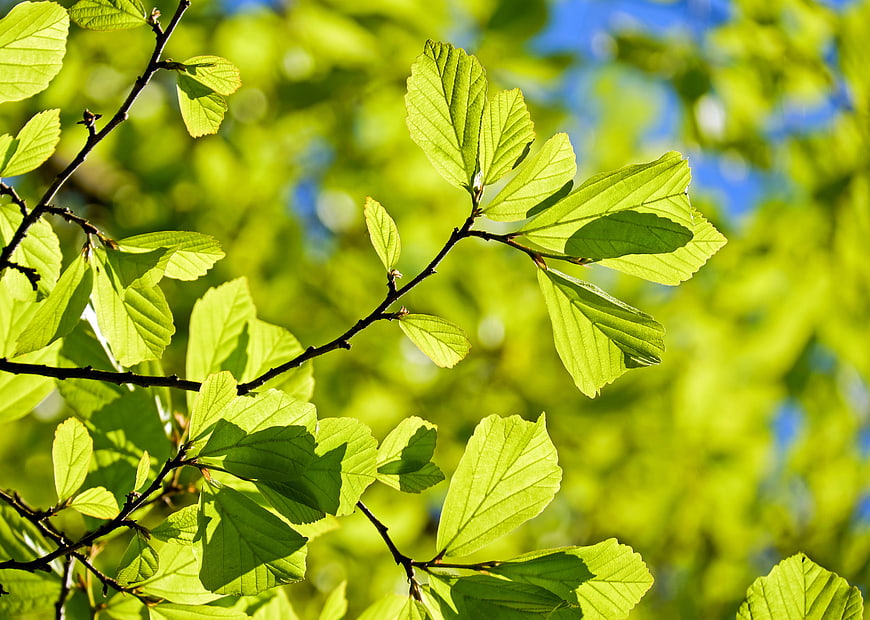 Sunlit green leaves on a branch against a blurred background