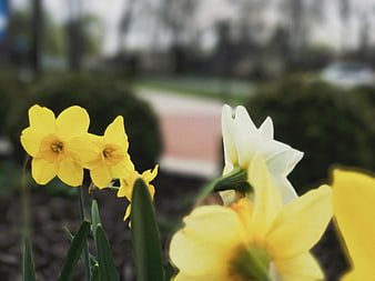 Yellow and white daffodils blooming in a garden