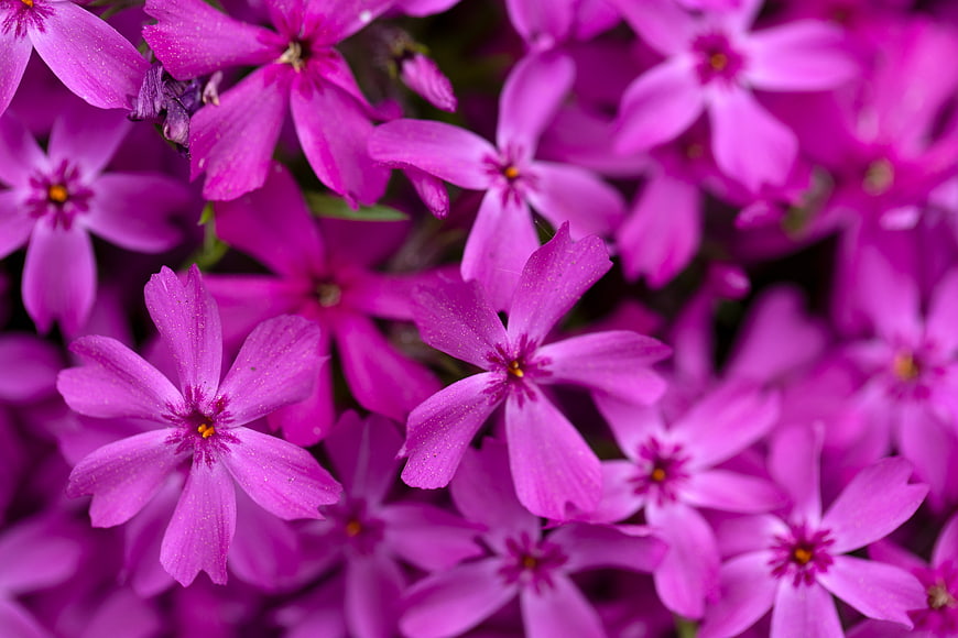 Close-up of vibrant purple phlox flowers with pollen