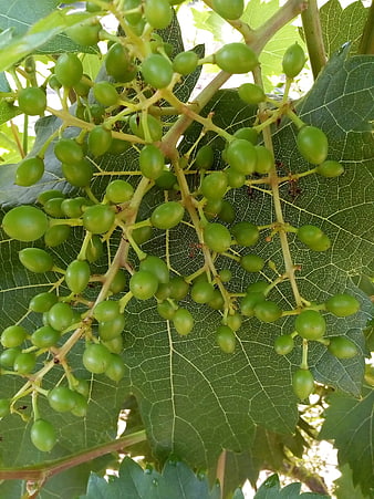 Close-up of green grapes growing on a vine with leaves