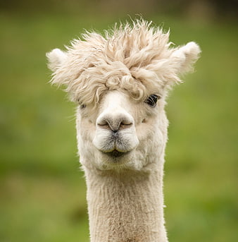 Cute White Alpaca Portrait With Fluffy Hair
