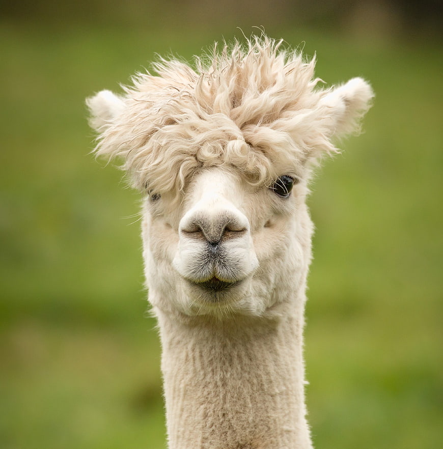 Cute White Alpaca Portrait With Fluffy Hair