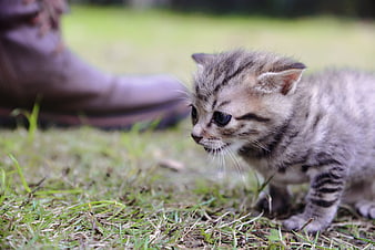 Cute Tabby Kitten Exploring Grass Near Human Foot