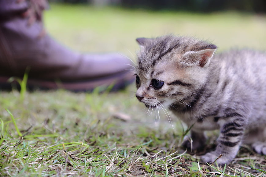 Cute Tabby Kitten Exploring Grass Near Human Foot