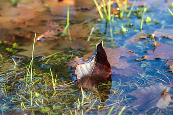 Wet autumn leaf floating in a shallow puddle