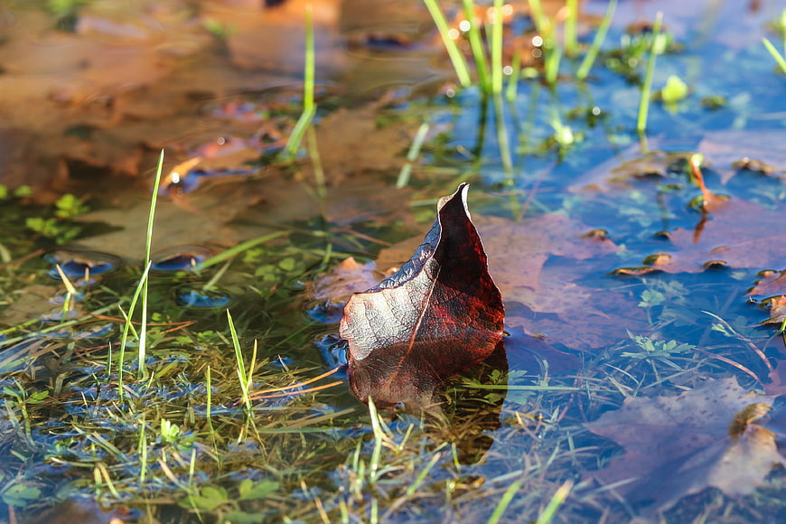 Wet autumn leaf floating in a shallow puddle
