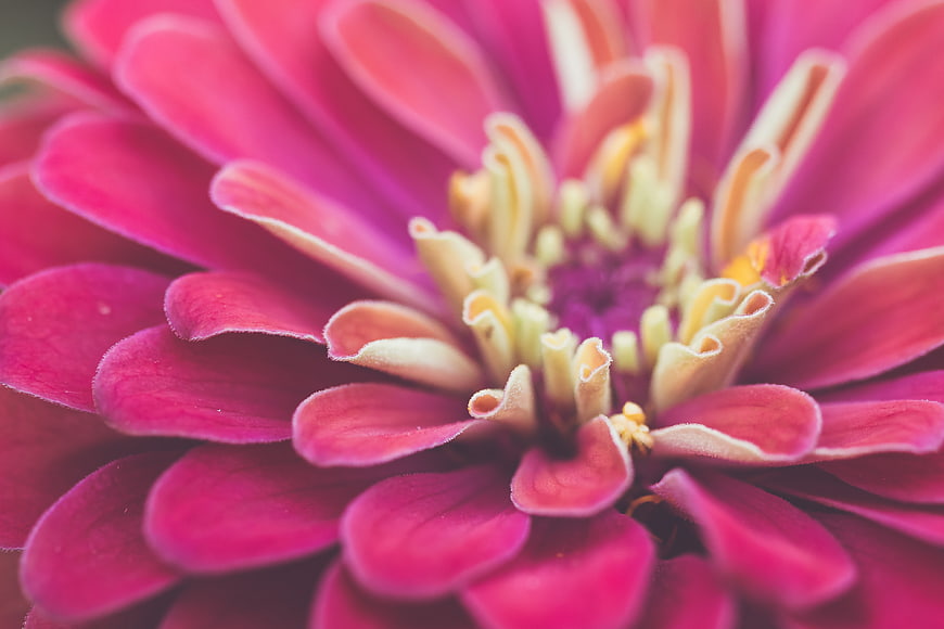 Macro Close-Up of Vibrant Pink Zinnia Flower Petals
