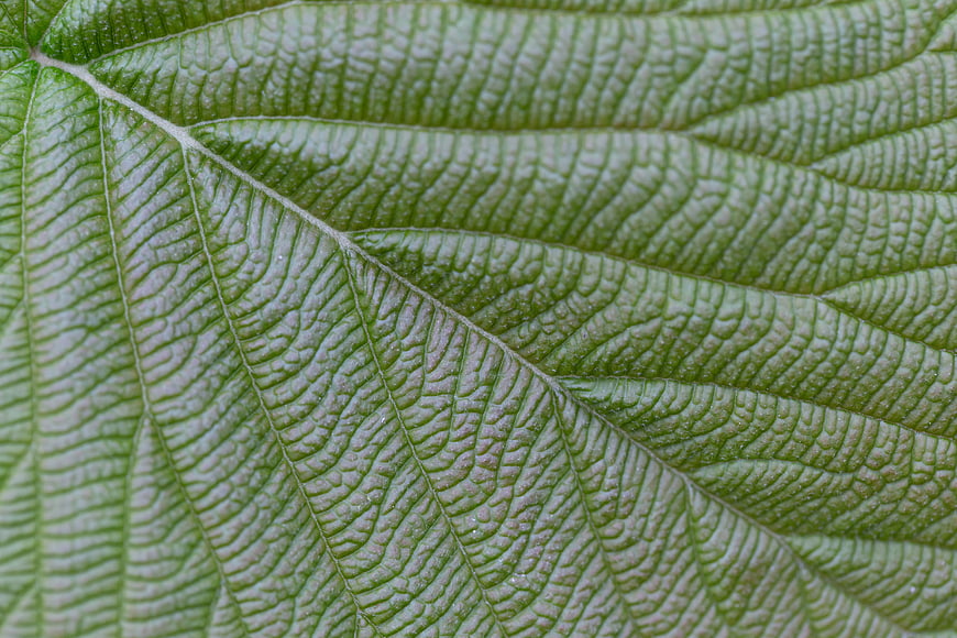 Macro Texture of Green Leaf Veins and Surface