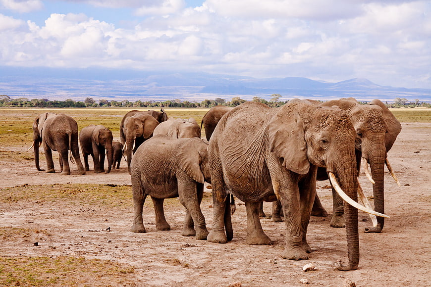 Herd of African Elephants Walking on Savanna