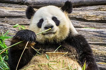 Giant Panda Eating Bamboo Stalks In Naturalistic Zoo Enclosure