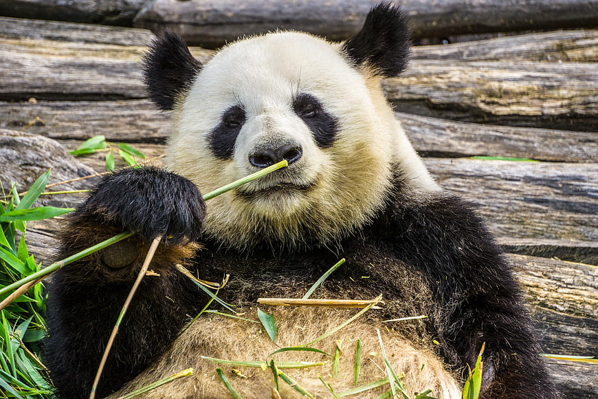 Giant Panda Eating Bamboo Stalks In Naturalistic Zoo Enclosure