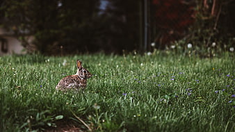 Small brown rabbit sitting in green grass field