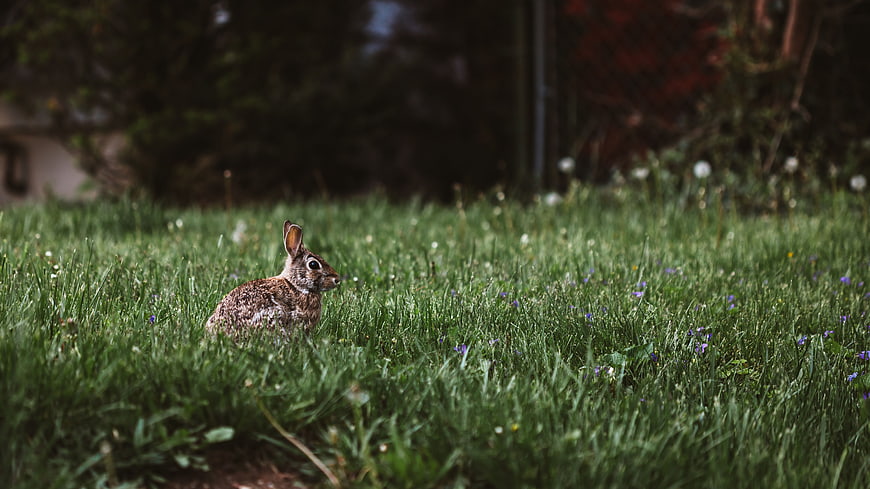 Small brown rabbit sitting in green grass field