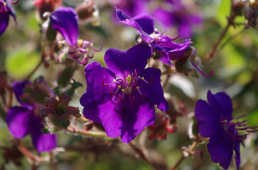 Close-up of vibrant purple wildflower with detailed stamens