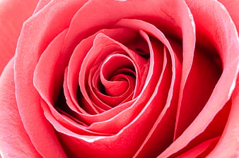 Macro Close-Up of Red Rose Petal Spiral Texture