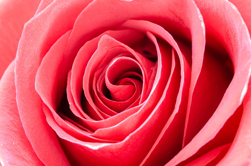 Macro Close-Up of Red Rose Petal Spiral Texture