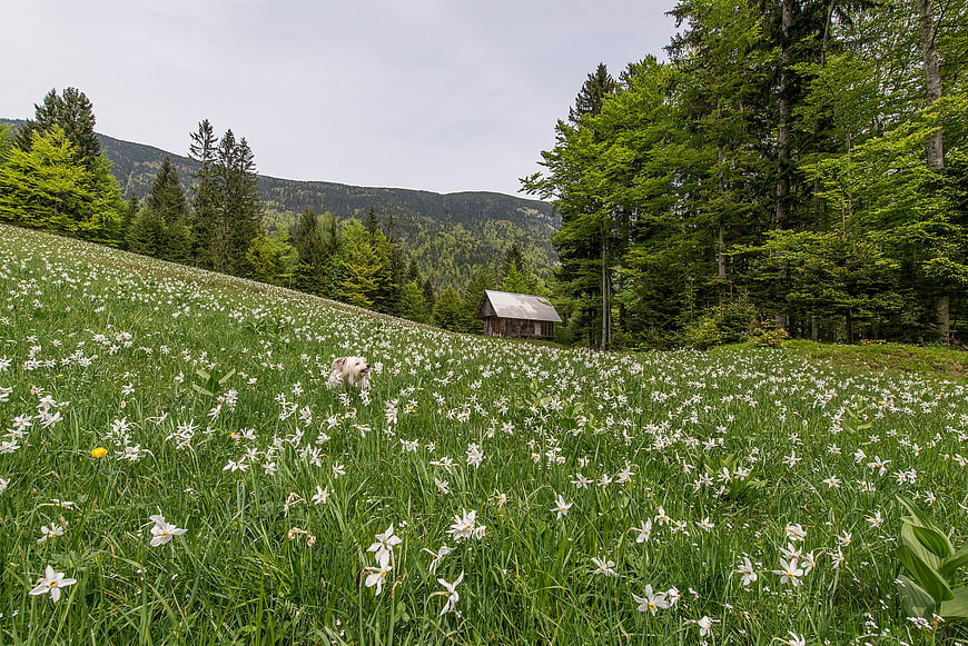 Dog in Alpine Meadow with White Flowers and Cabin