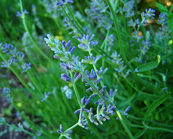 Close-up of blooming lavender flowers in a garden