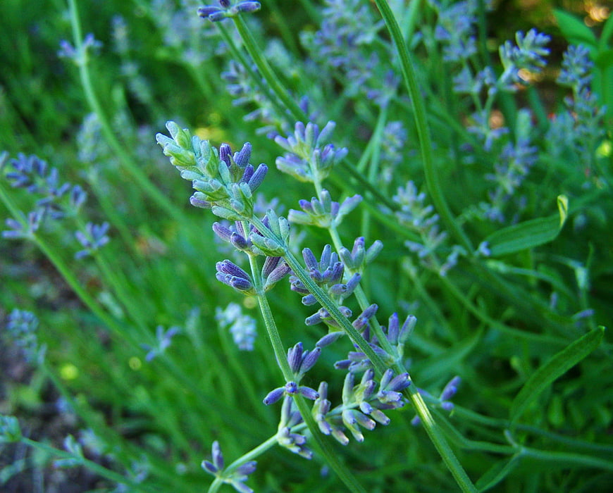 Close-up of blooming lavender flowers in a garden