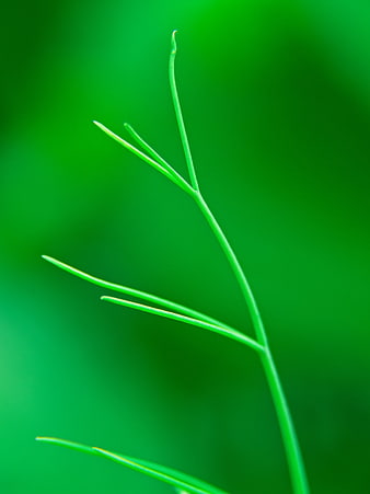 Close-up of a green plant stem against a blurred background