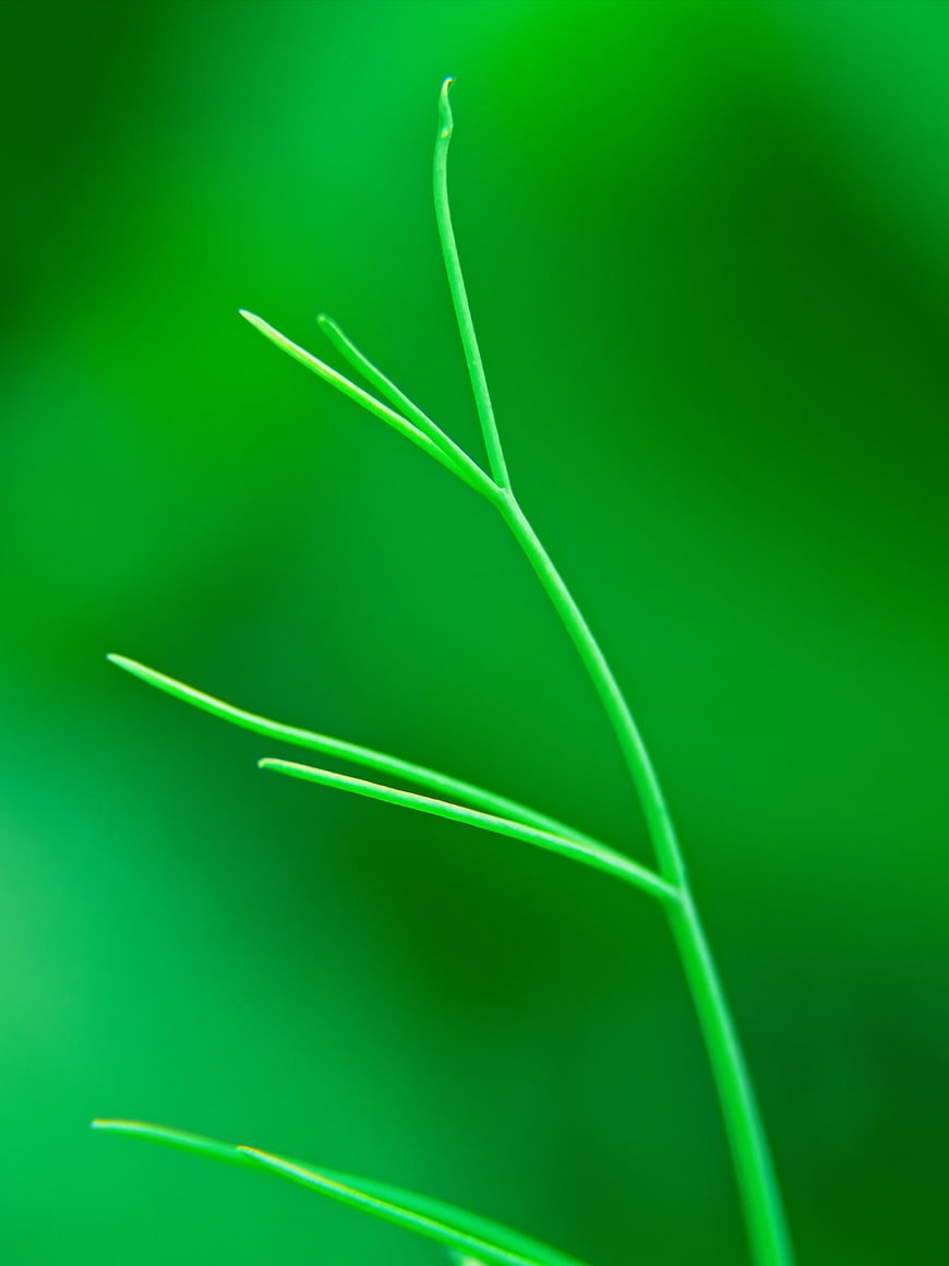 Close-up of a green plant stem against a blurred background