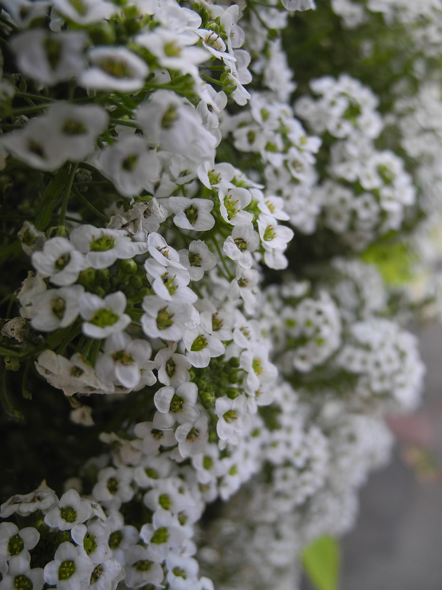 Close-up of white baby's breath flowers with green stems