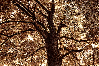 Sepia Toned Tree Canopy Silhouette Against Sunlight