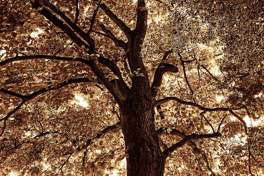 Sepia Toned Tree Canopy Silhouette Against Sunlight