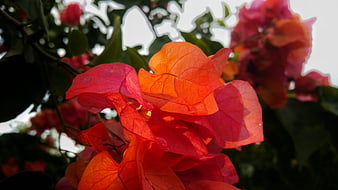 Vibrant Red Bougainvillea Flowers Backlit by Sunlight