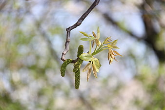 Fresh Walnut Catkins and Leaves on Branch in Spring