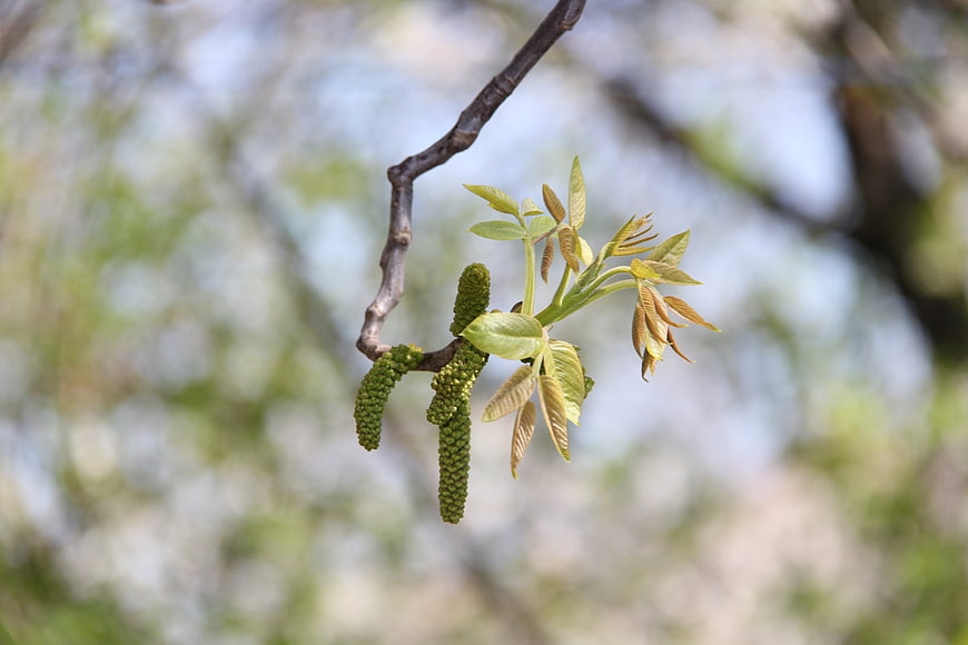 Fresh Walnut Catkins and Leaves on Branch in Spring