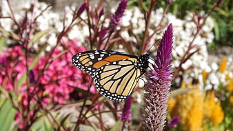 Monarch butterfly perched on a purple flower spike in a garden