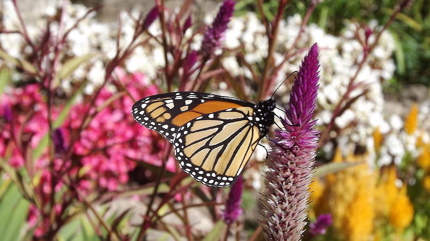 Monarch butterfly perched on a purple flower spike in a garden
