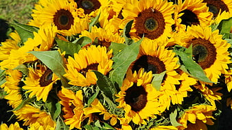 Vibrant Sunflower Bouquet with Green Leaves in Sunlight
