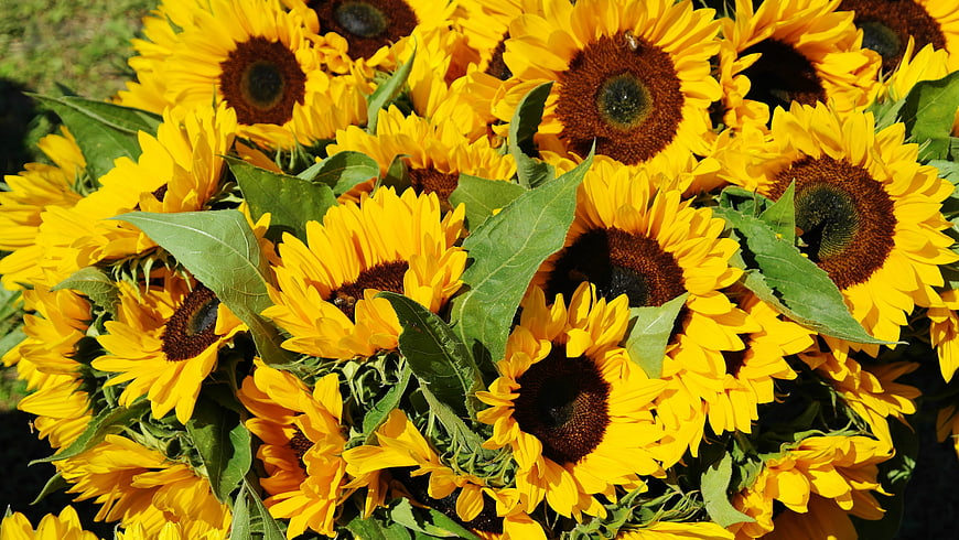 Vibrant Sunflower Bouquet with Green Leaves in Sunlight