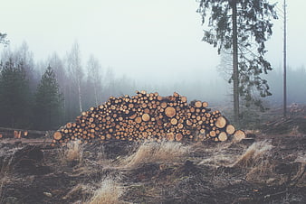 Stack of cut logs in a foggy forest clearing
