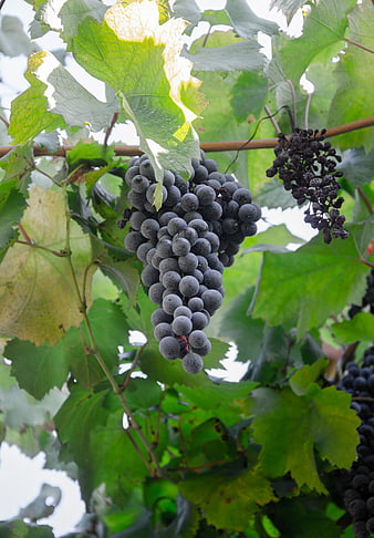 Ripe Purple Wine Grapes Hanging on Vine in Vineyard
