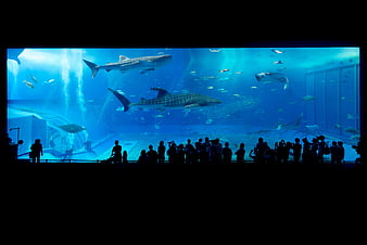 Whale sharks swimming in large aquarium tank with crowd