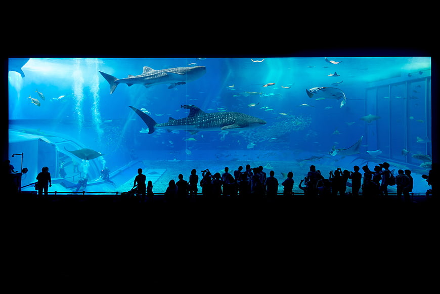 Whale sharks swimming in large aquarium tank with crowd