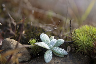Frosty succulent plant with dew drops in nature