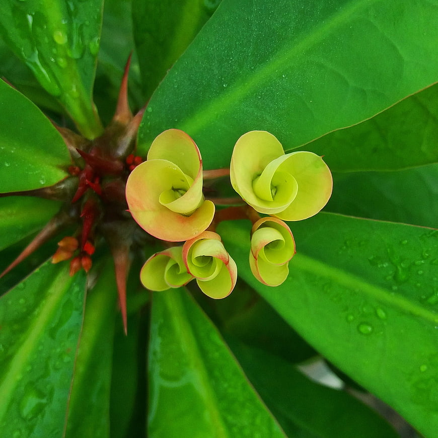 Close-up of Crown of Thorns Flower Buds with Water Droplets