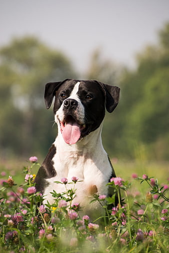 Happy black and white dog sitting in a field of pink flowers