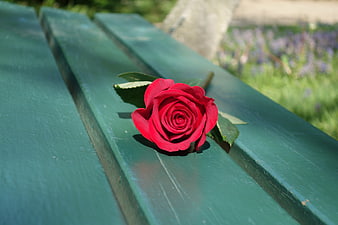 Single red rose lying on a green wooden park bench