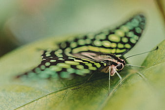 Macro close-up of a green and black butterfly on a leaf