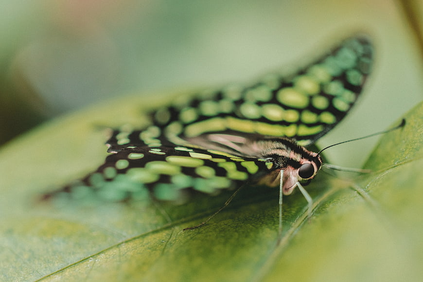 Macro close-up of a green and black butterfly on a leaf